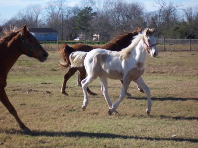 4 Month Old Tennessee Walker Filly with pals