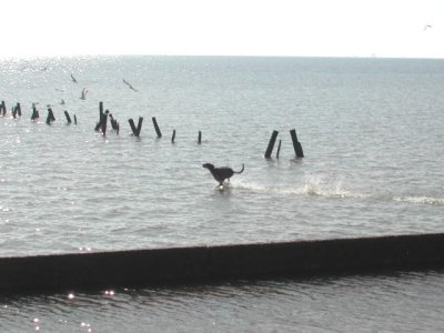 Buddy Chasin' the seagulls in Trinity Bay