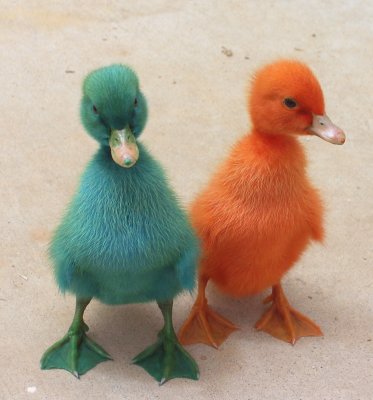 Colorful Easter Ducks