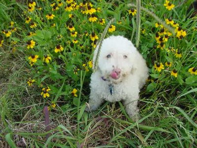 15 year old Chablis poses by the Black Eyed Susans