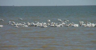 Over 200 White Pelicans float in Trinity Bay