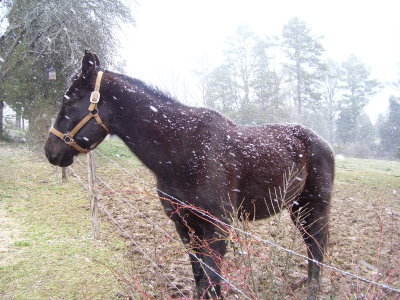 Black horse, White snowflakes