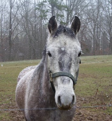 Snowflakes blend into horses blue coat