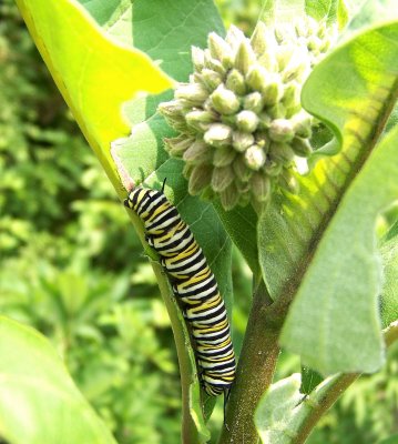 Caterpillar feasting on a Milk Weed