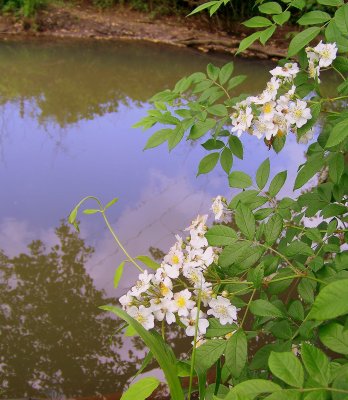 Multi Flora Rose Adorns the River