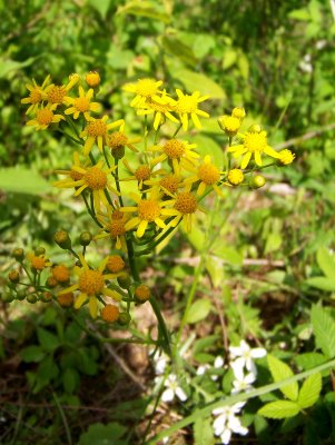 Golden Ragwort