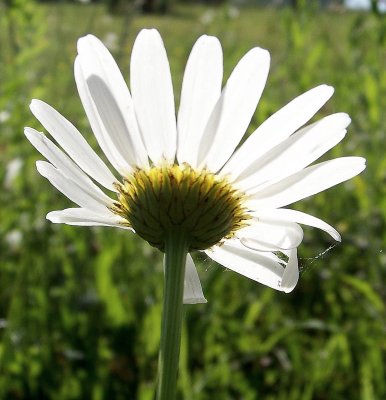 Sunset Light Fills the Daisy