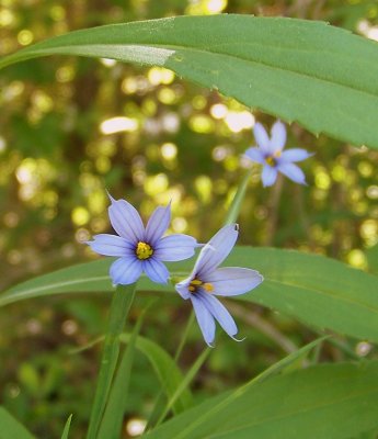 Blue Eyed Grass