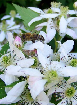 Bee Pollinating a Black Berrry Flower