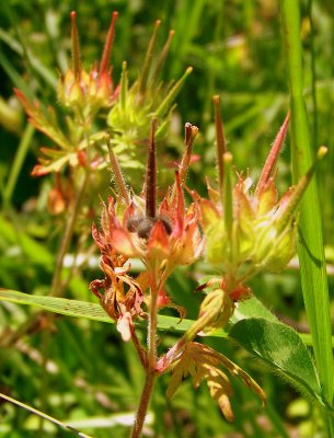 Cranesbill Seeds