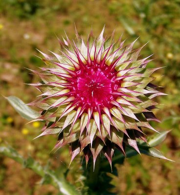 Nodding Thistle