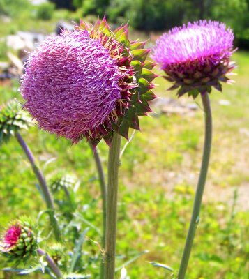 Nodding Thistle