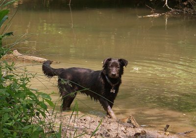 Lilo Explores the River