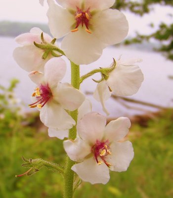 Moth Mullein