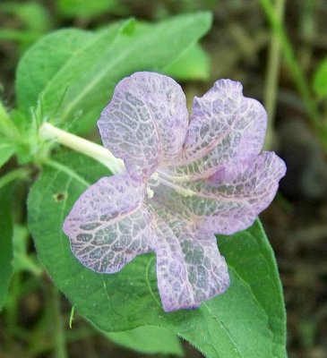 Glade Wild Petunia