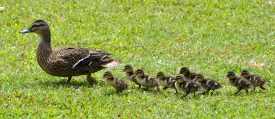 ducks-family.jpg