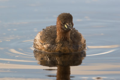 Little Grebe  (Tachybaptus ruficollis)