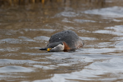 Red-necked Grebe  (Podiceps grisegena)