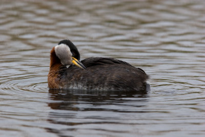 Red-necked Grebe  (Podiceps grisegena)