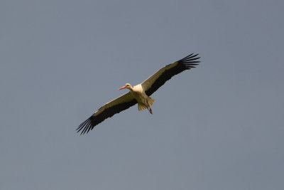 White Stork (Circonia circonia)