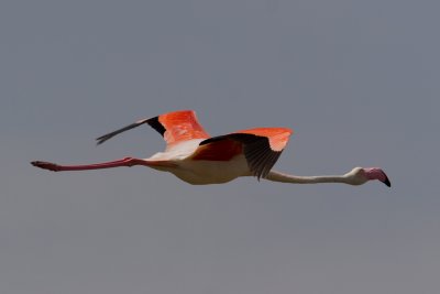 Greater Flamingo (Phoenicopterus ruber)