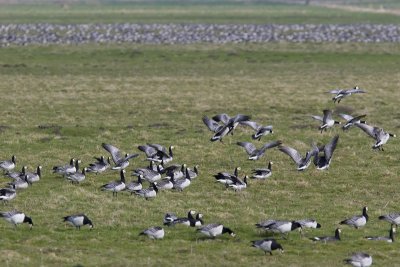 Barnacle Goose (Branta leucopsis)