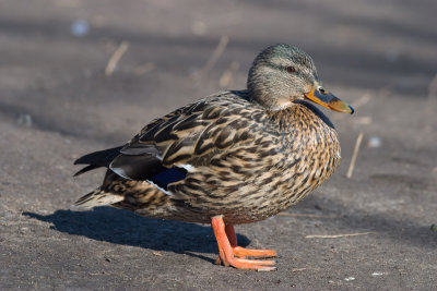 Mallard (Anas platyrhynchos)