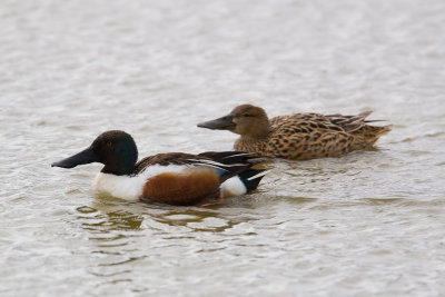 Shoveler (Anas acuta)