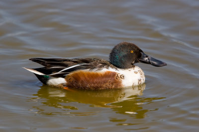 Shoveler (Anas acuta)