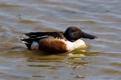 Shoveler (Anas acuta)