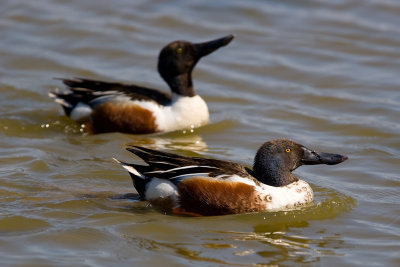 Shoveler (Anas acuta)