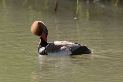 Red-crested Pochard (Netta rufina)