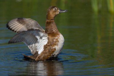 Pochard (Aythya ferina)