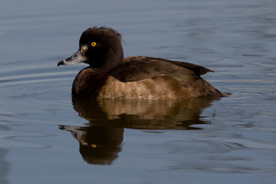 Tuftes Duck (Aythya fuligula)