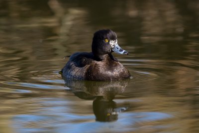 Tuftes Duck (Aythya fuligula)