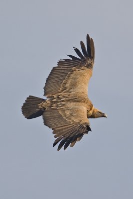 Griffon Vulture (Gyps fulvus)