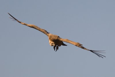 Griffon Vulture (Gyps fulvus)