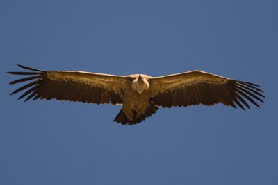 Griffon Vulture (Gyps fulvus)