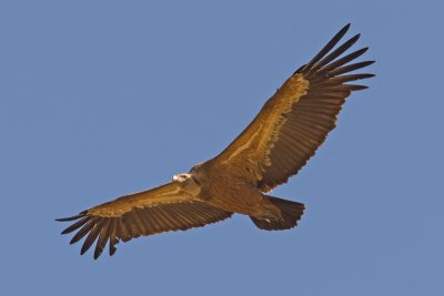 Griffon Vulture (Gyps fulvus)