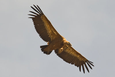 Griffon Vulture (Gyps fulvus)