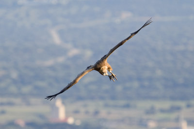 Griffon Vulture (Gyps fulvus)