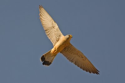 Lesser Kestrel (Falco naumanni)