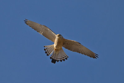 Lesser Kestrel (Falco naumanni)