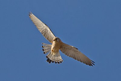 Lesser Kestrel (Falco naumanni)