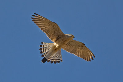 Lesser Kestrel (Falco naumanni)