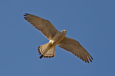 Lesser Kestrel (Falco naumanni)