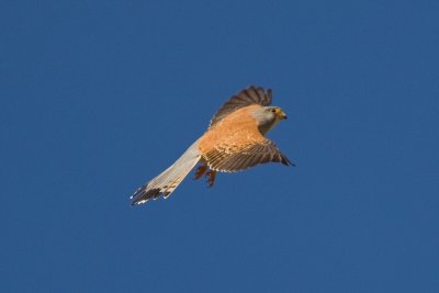 Lesser Kestrel (Falco naumanni)
