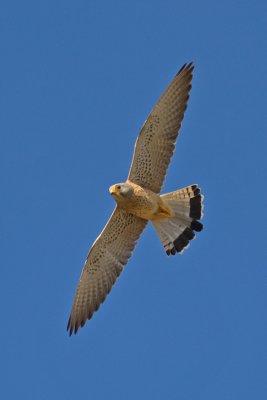 Lesser Kestrel (Falco naumanni)