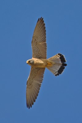 Lesser Kestrel (Falco naumanni)