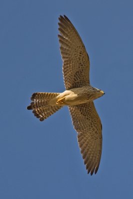 Lesser Kestrel (Falco naumanni)